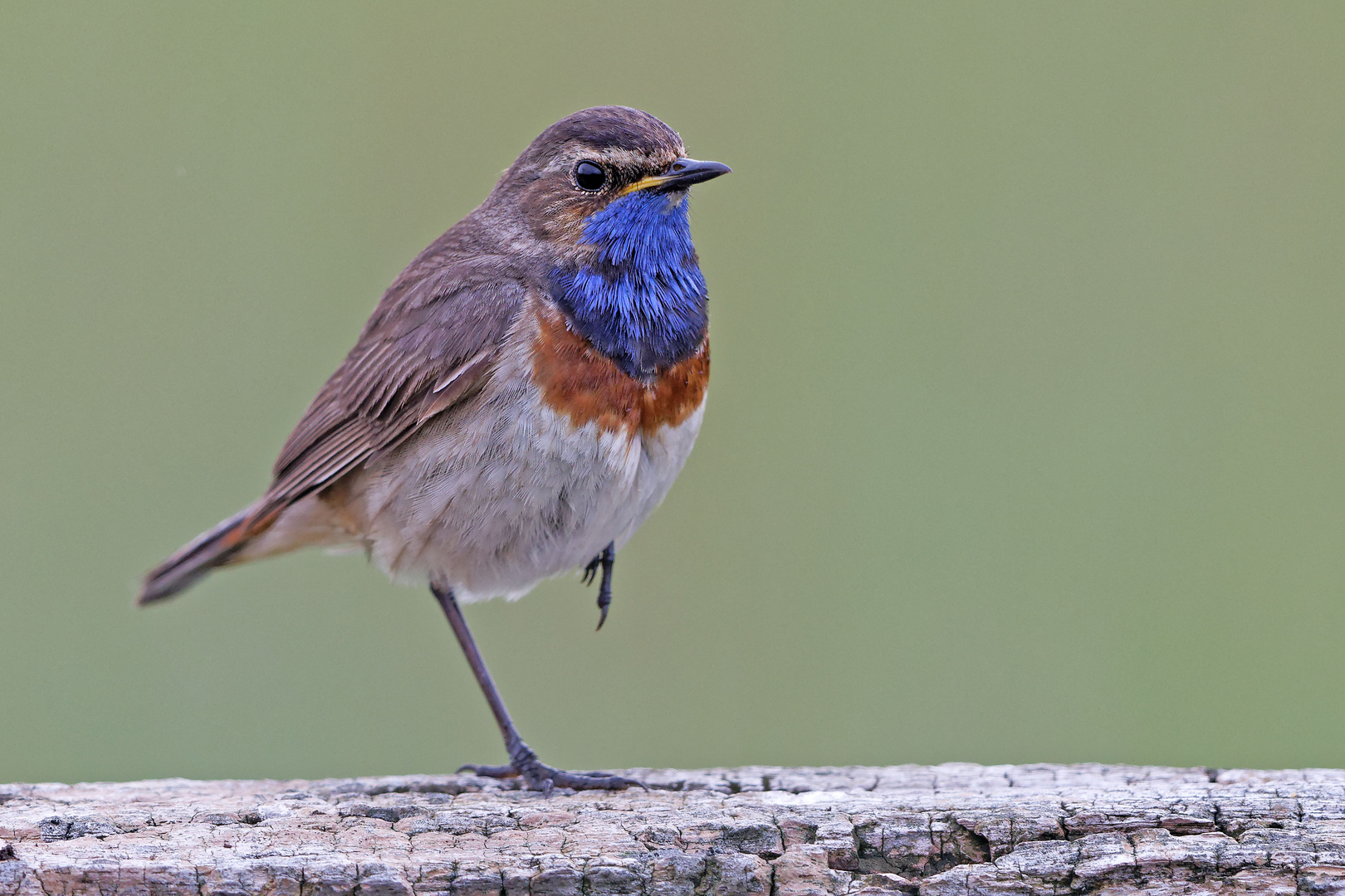 Blaukehlchen