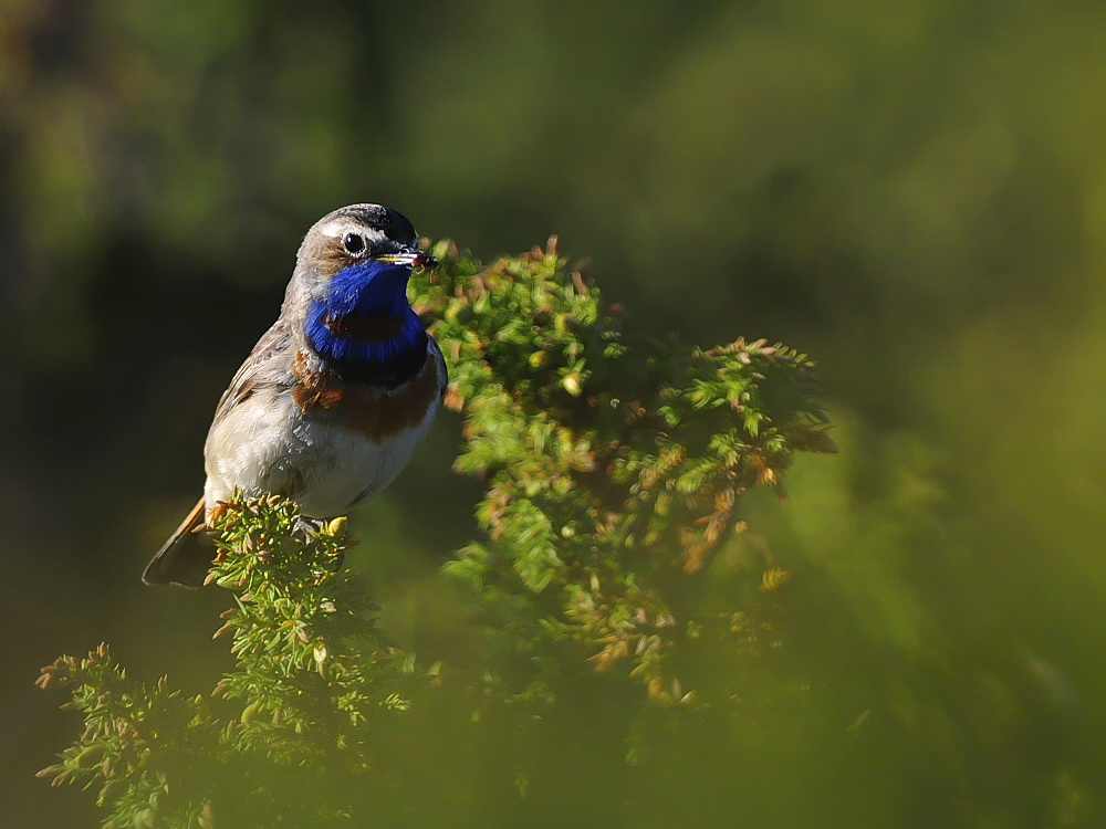 Blaukehlchen