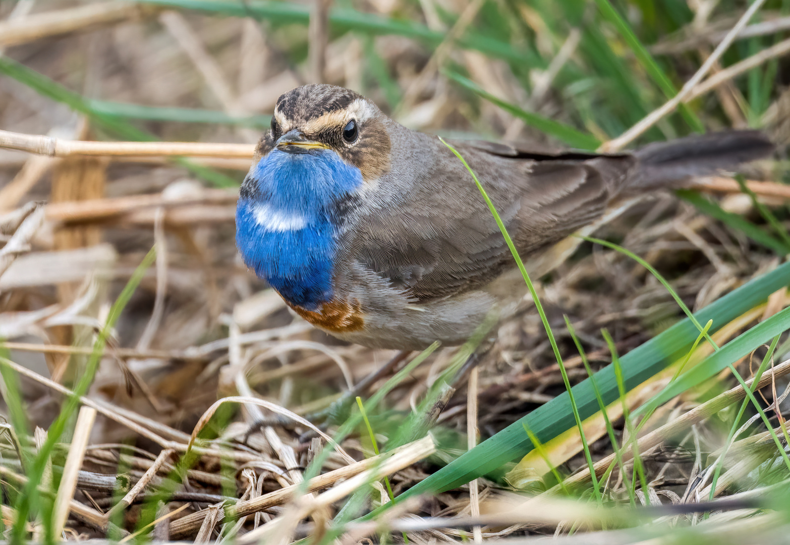 BLAUKEHLCHEN