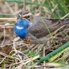 BLAUKEHLCHEN