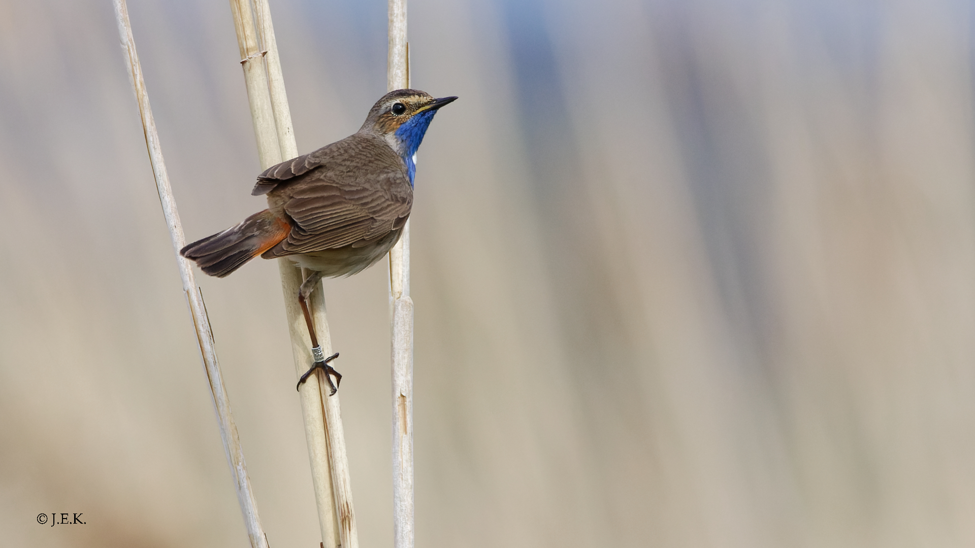 Blaukehlchen