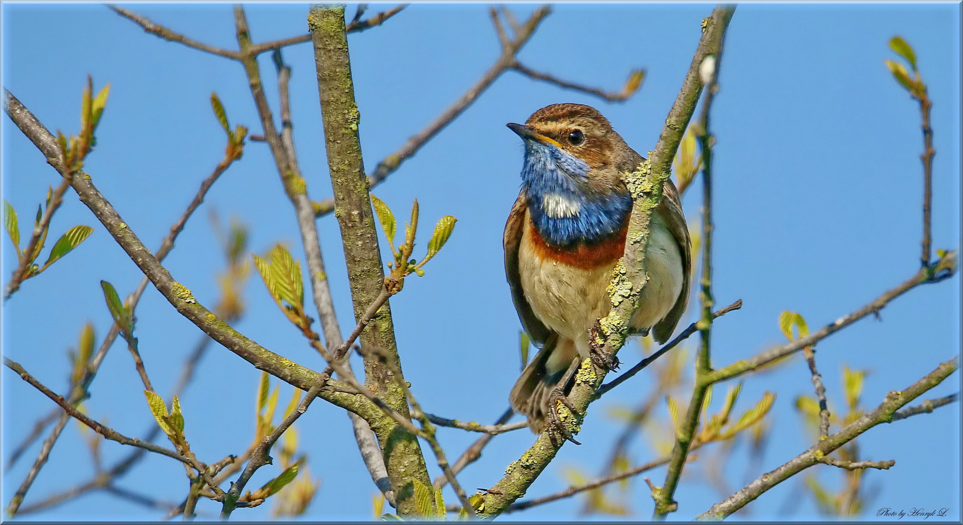 Blaukehlchen