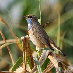 Blaukehlchen