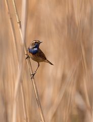 Blaukehlchen