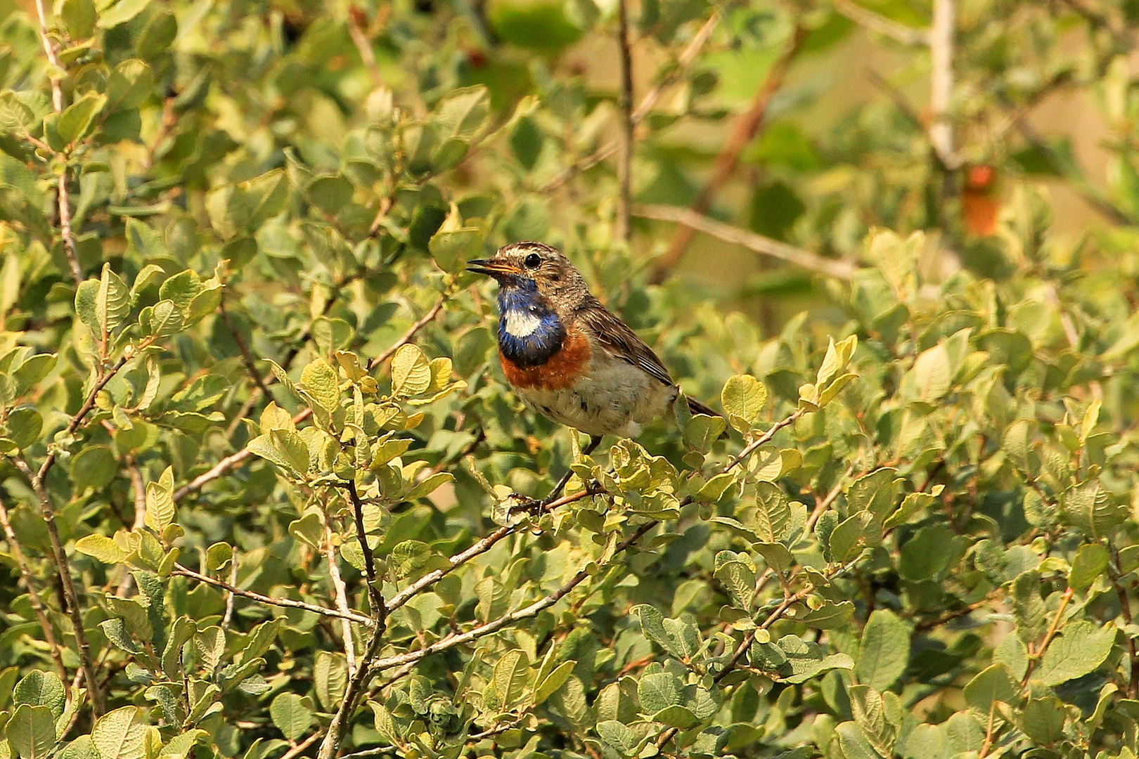 Blaukehlchen