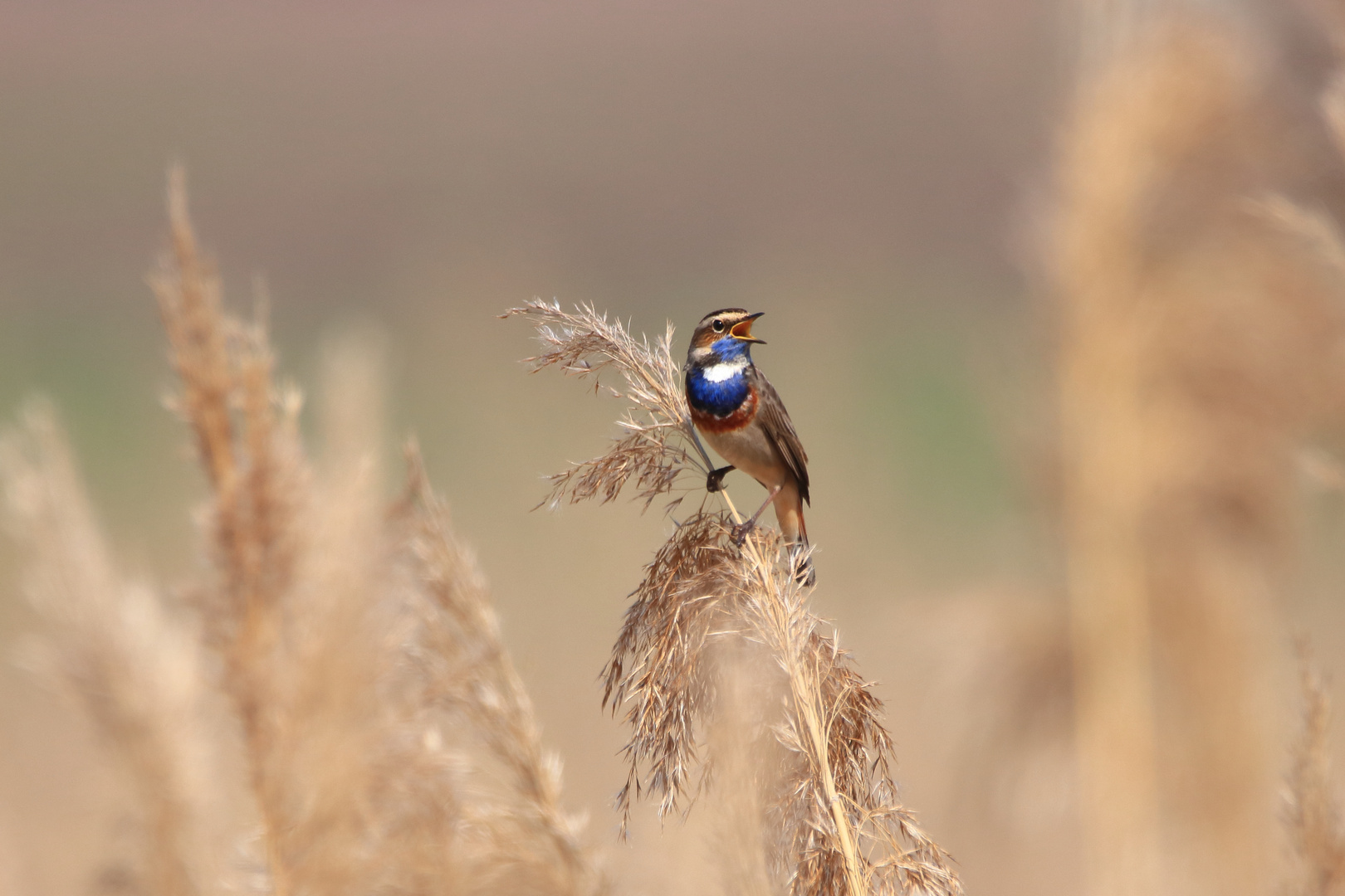 Blaukehlchen