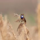 Blaukehlchen