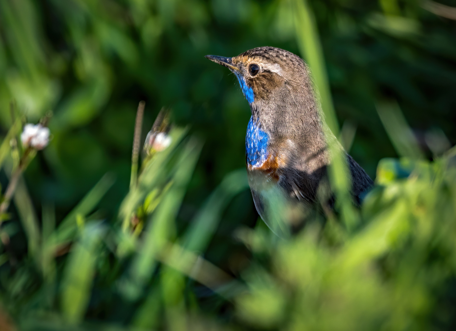 "BLAUKEHLCHEN"