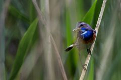 Blaukehlchen ...