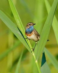 Blaukehlchen