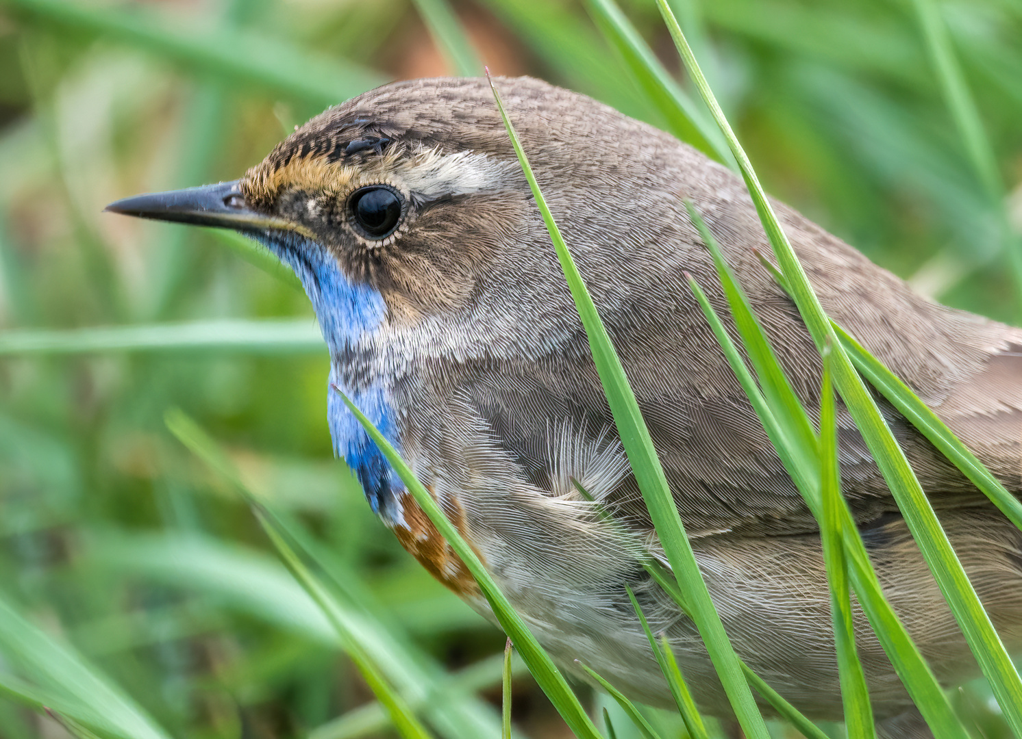 "Blaukehlchen"