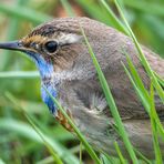 "Blaukehlchen"