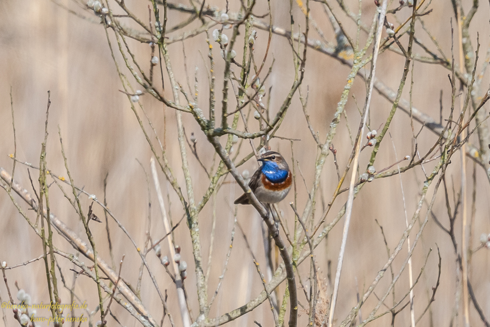 Blaukehlchen_