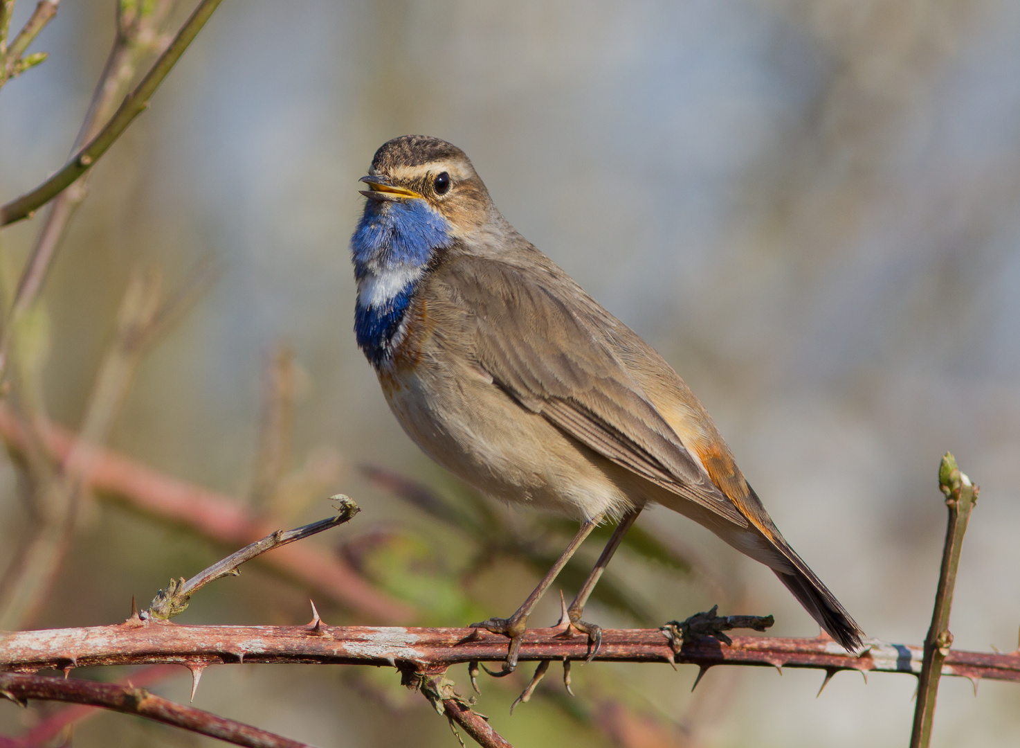 Blaukehlchen