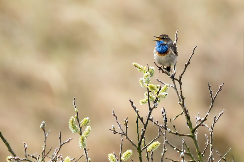 Blaukehlchen