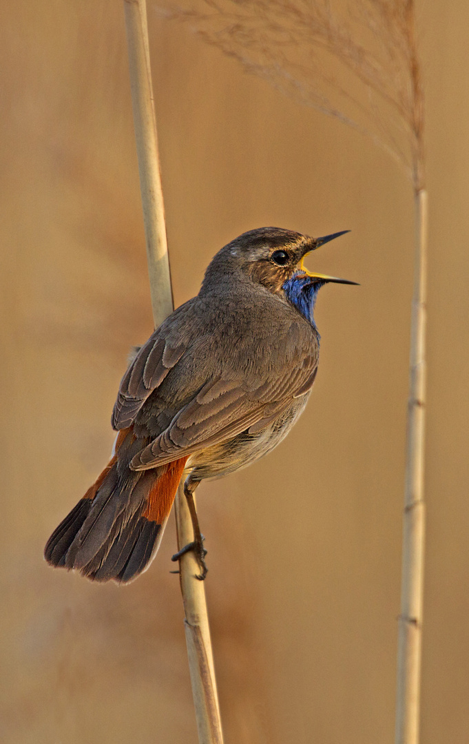 Blaukehlchen