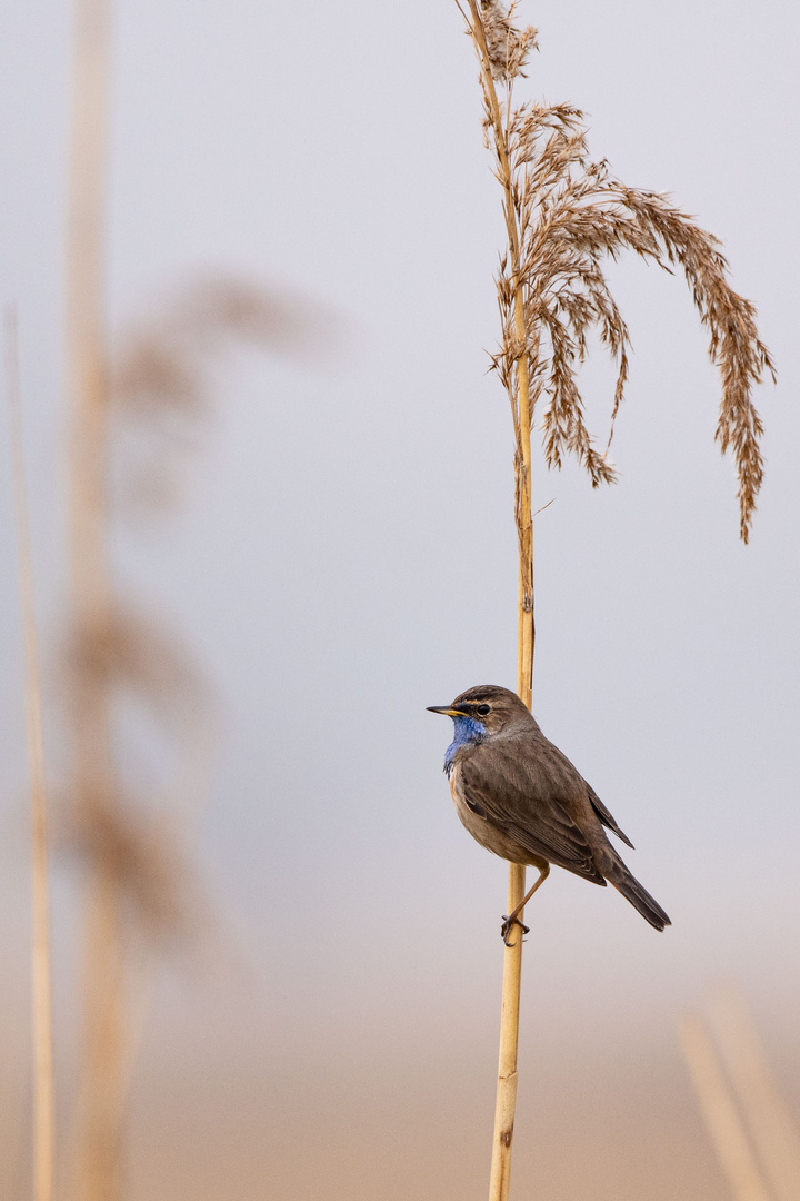 Blaukehlchen