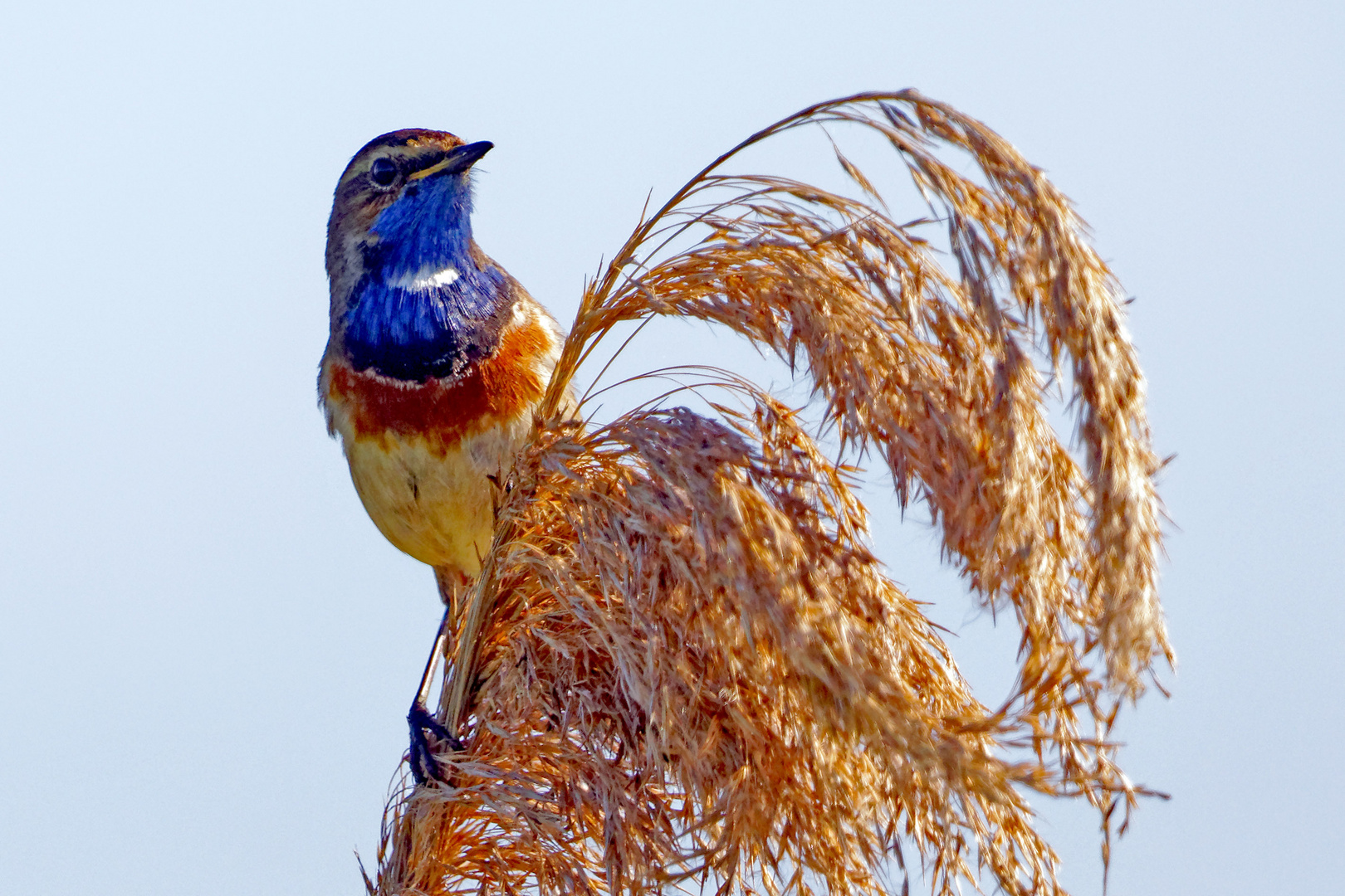 Blaukehlchen