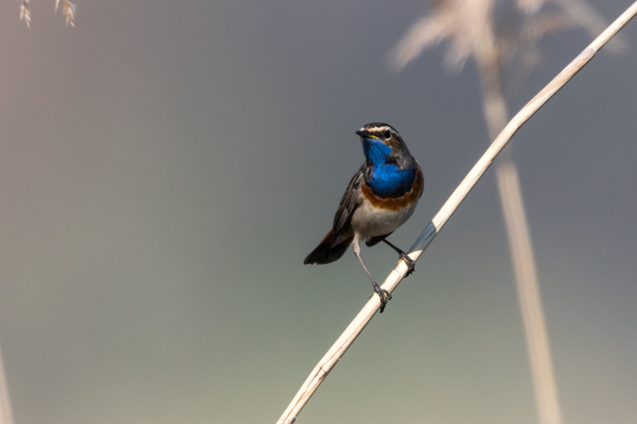 Blaukehlchen