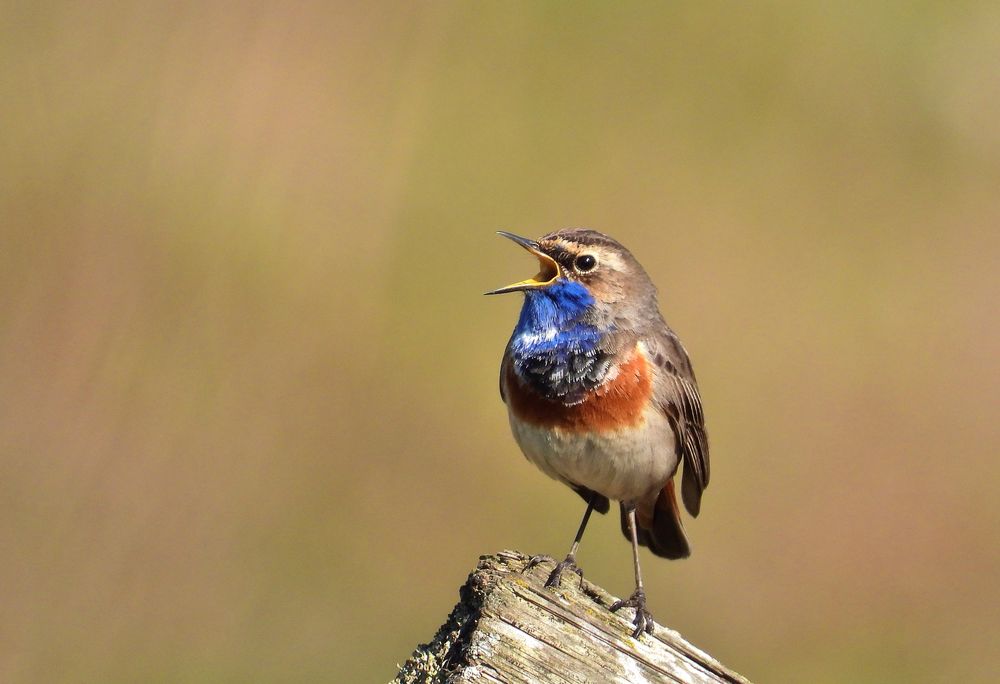 Blaukehlchen