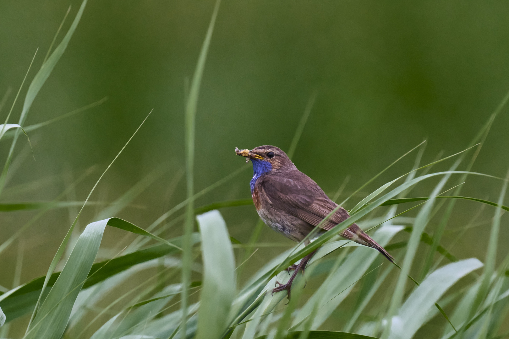 Blaukehlchen