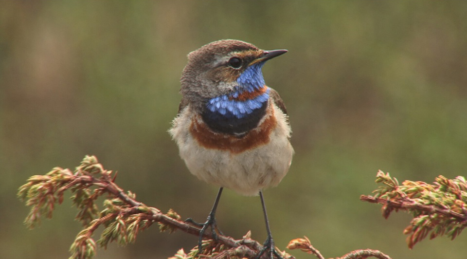 Blaukehlchen