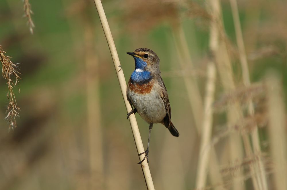 Blaukehlchen