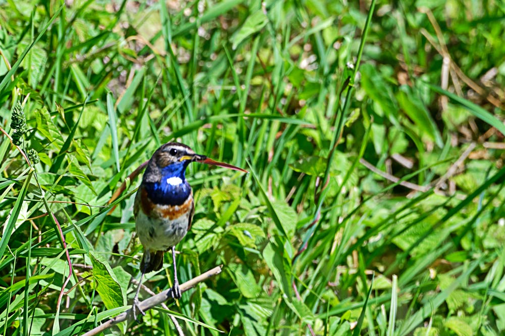 BLAUKEHLCHEN