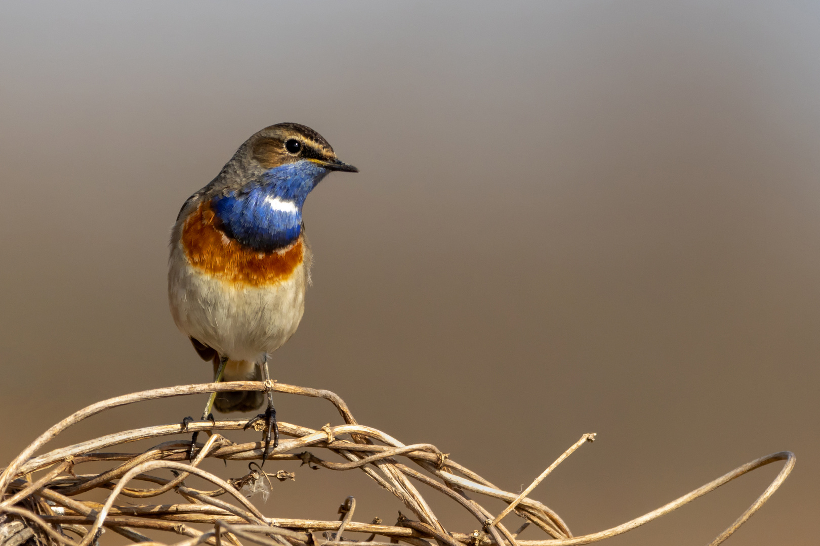 Blaukehlchen