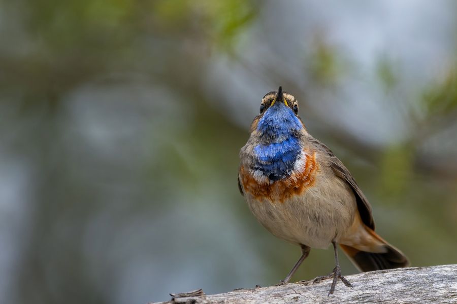 Blaukehlchen...