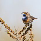 Blaukehlchen