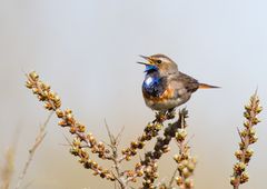 Blaukehlchen