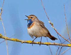 Blaukehlchen