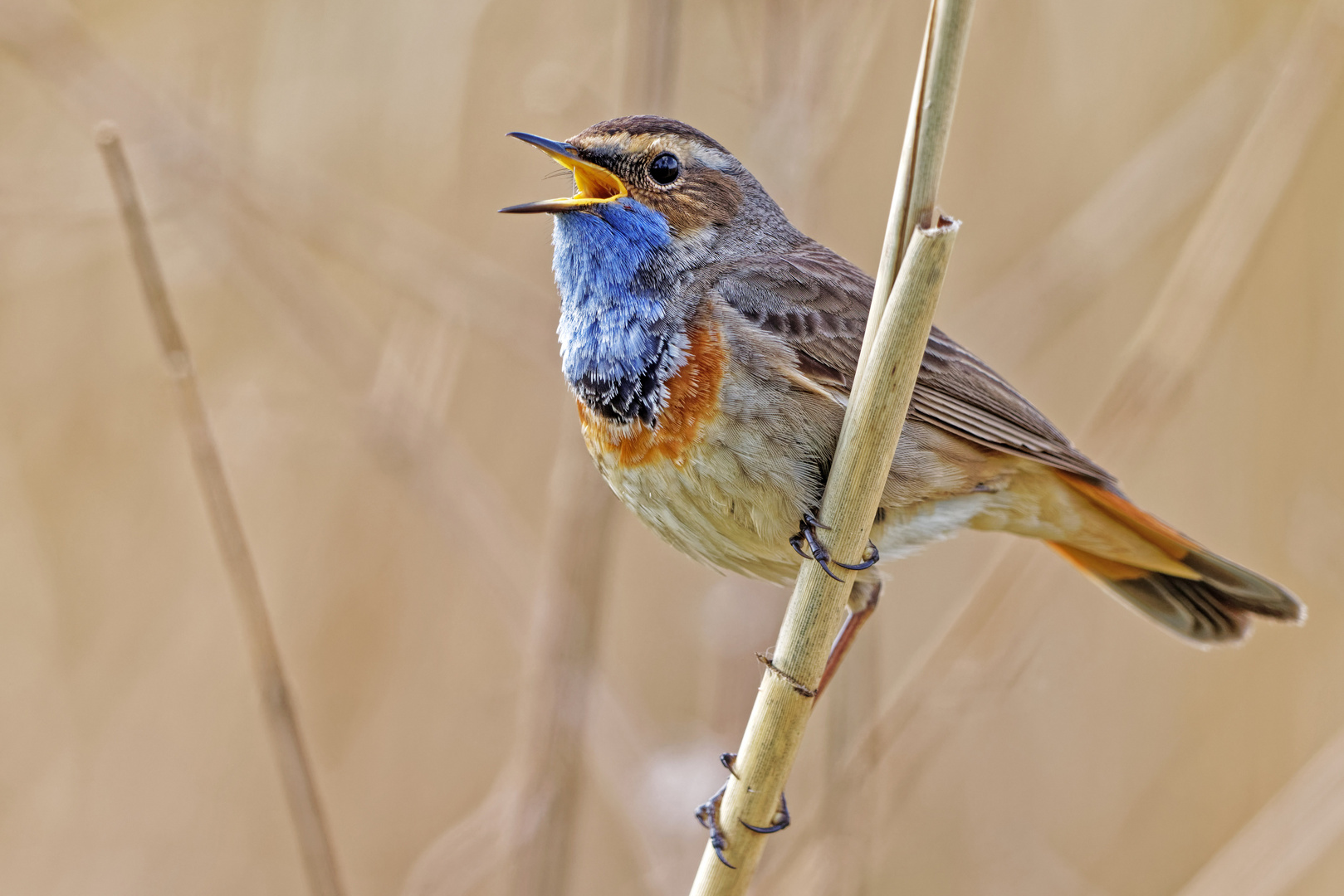 Blaukehlchen