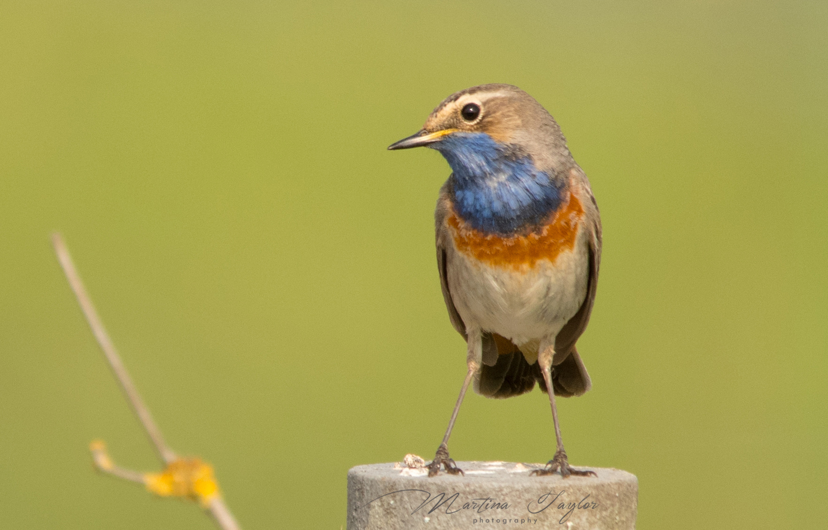 Blaukehlchen