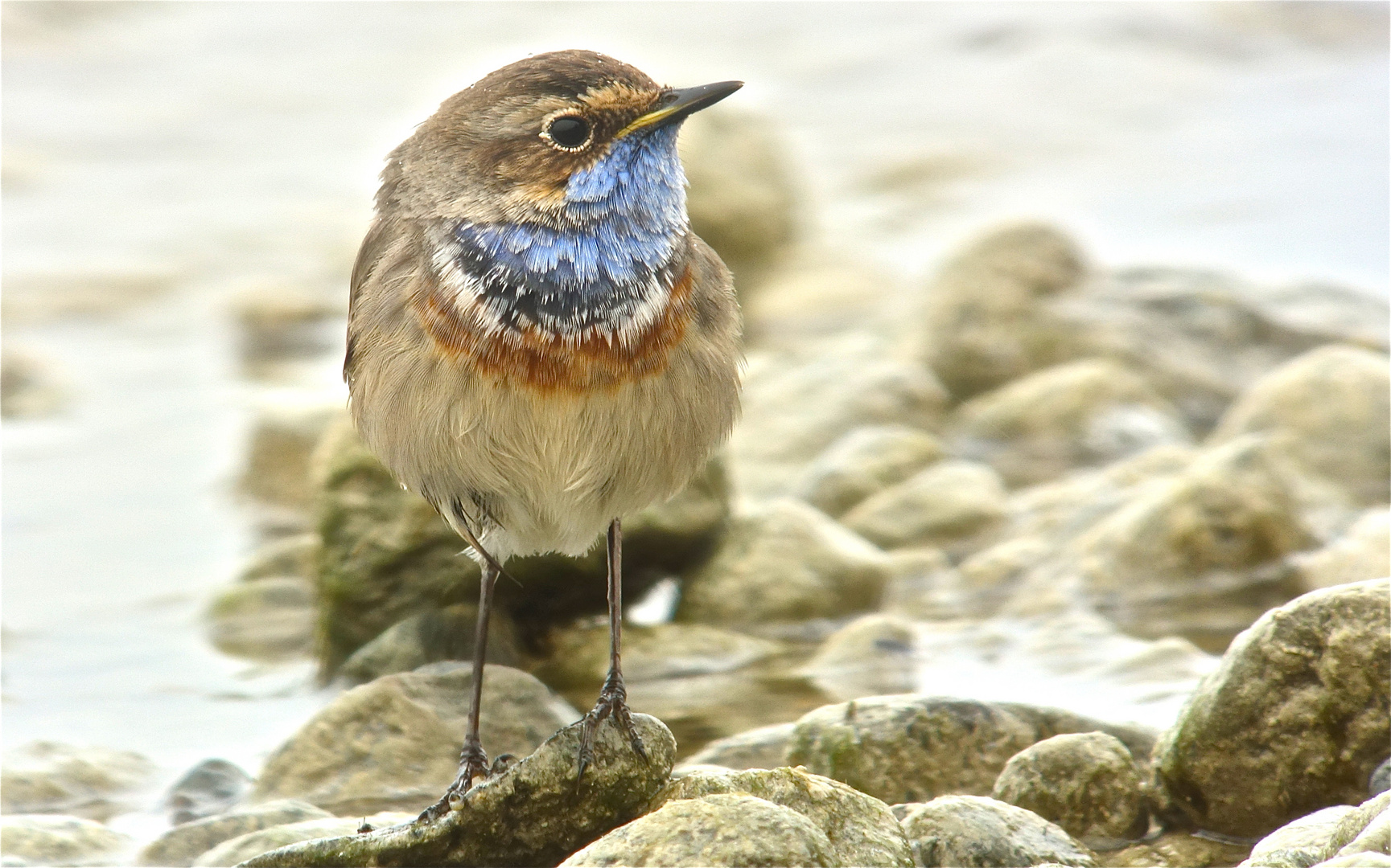 Blaukehlchen