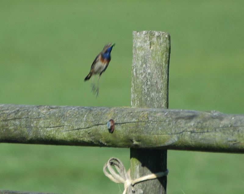 Blaukehlchen