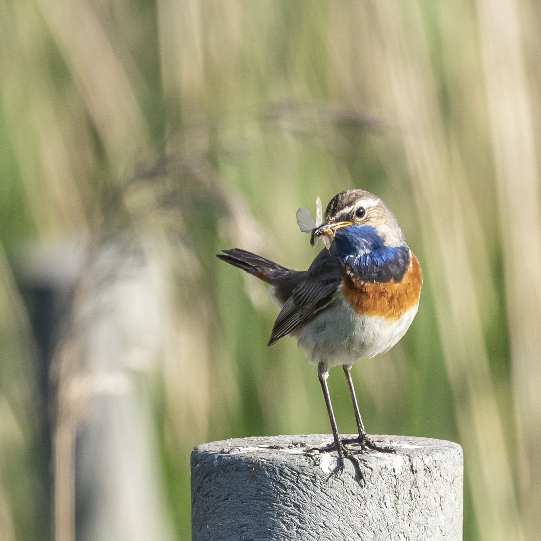 Blaukehlchen