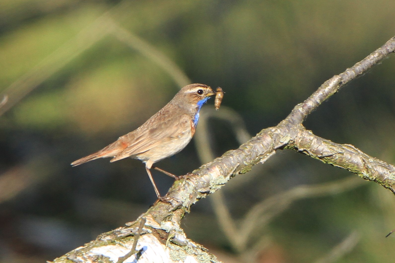 Blaukehlchen