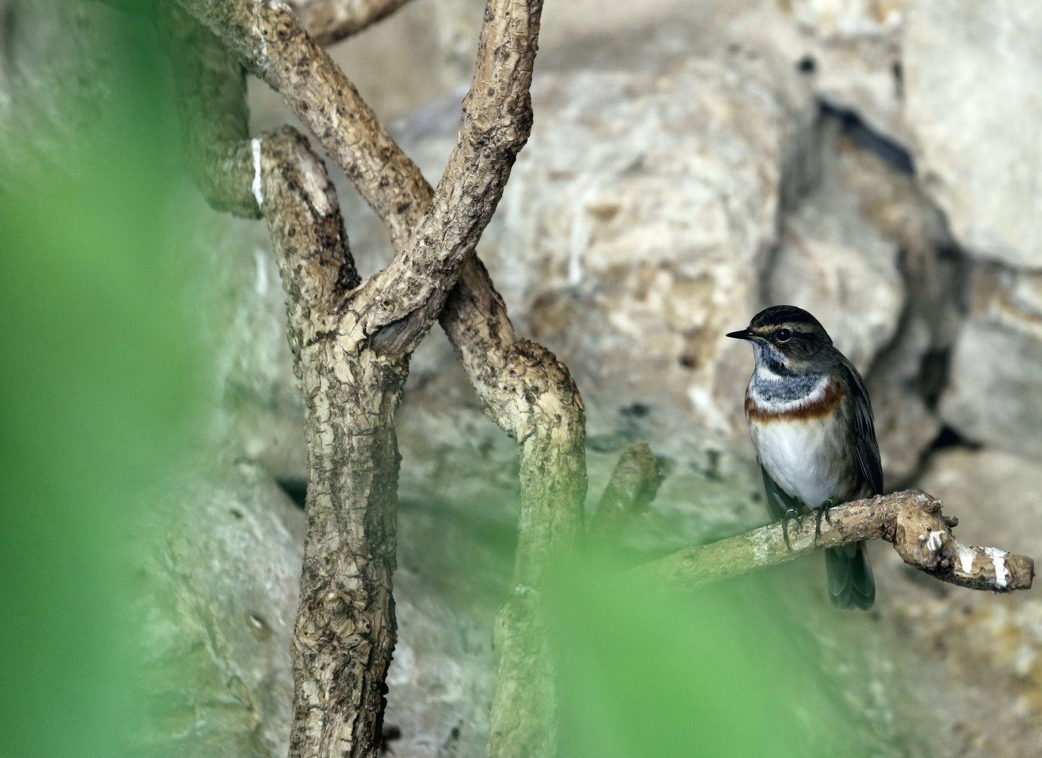 Blaukehlchen