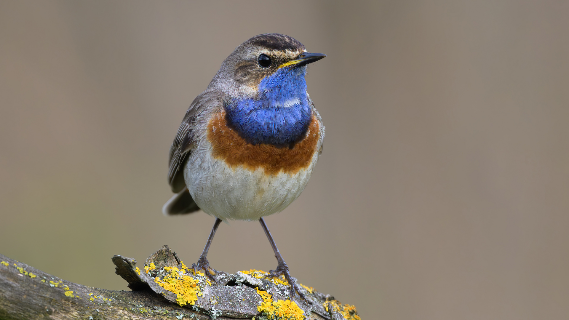 Blaukehlchen