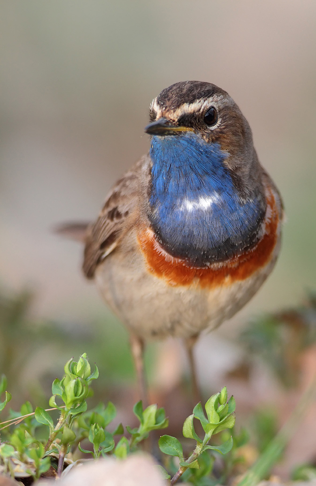 Blaukehlchen