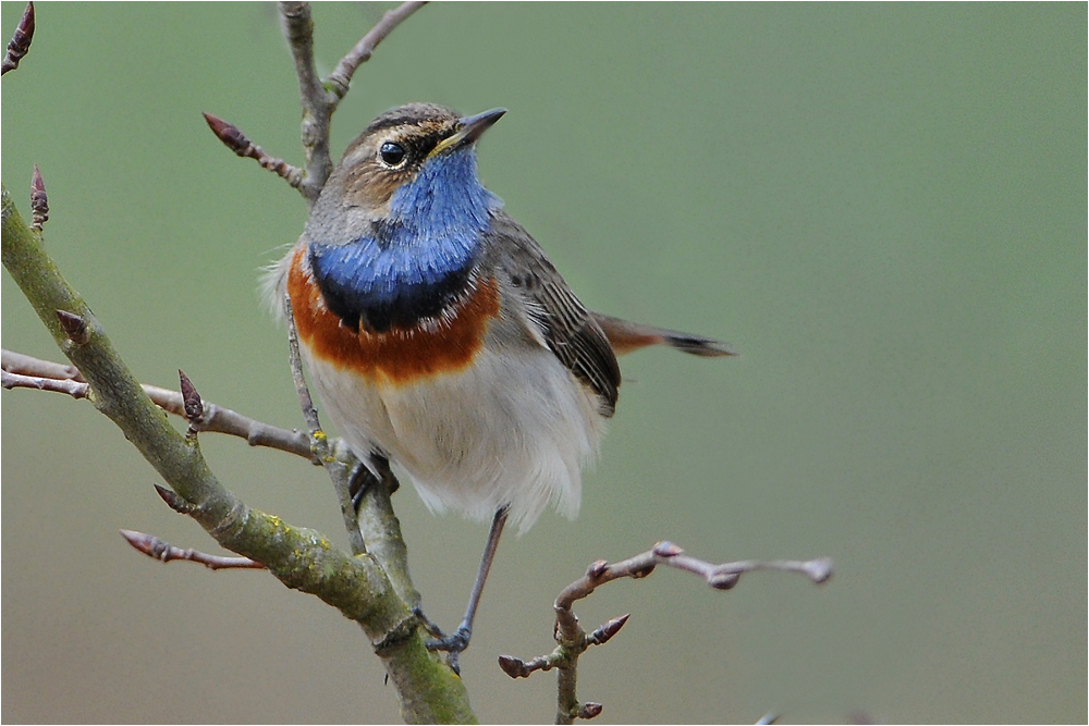 Blaukehlchen