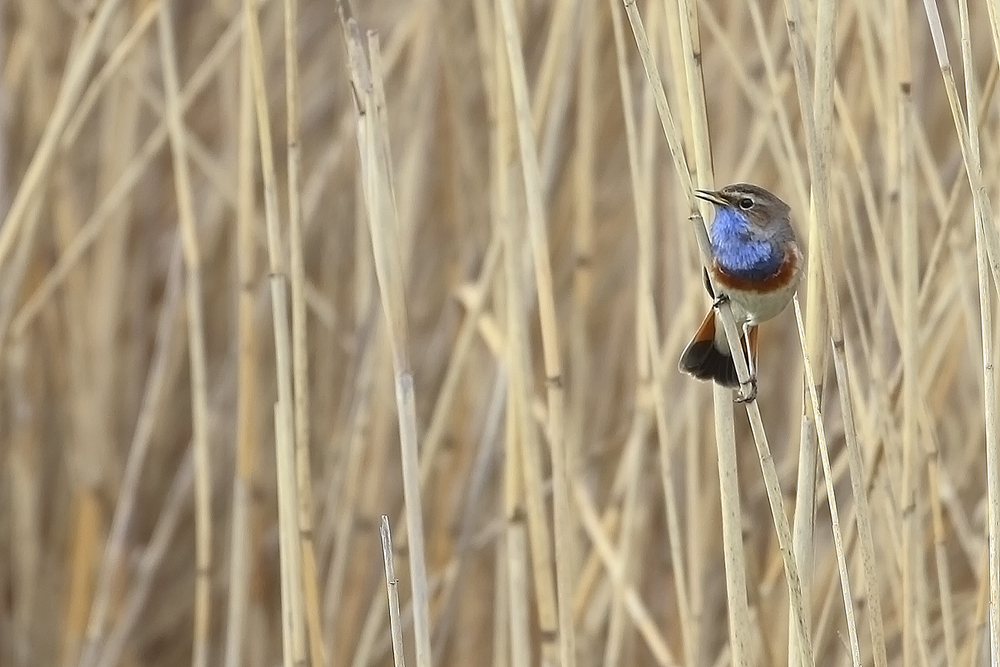 ...Blaukehlchen...