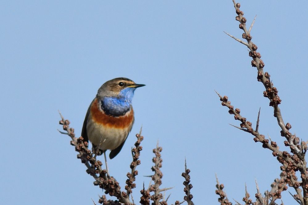 Blaukehlchen