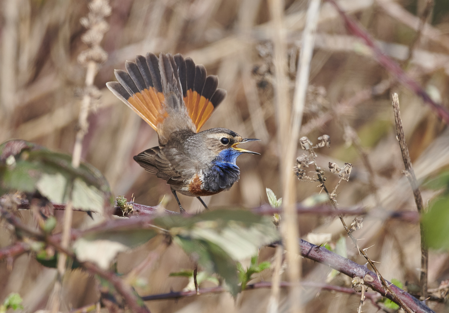 Blaukehlchen 