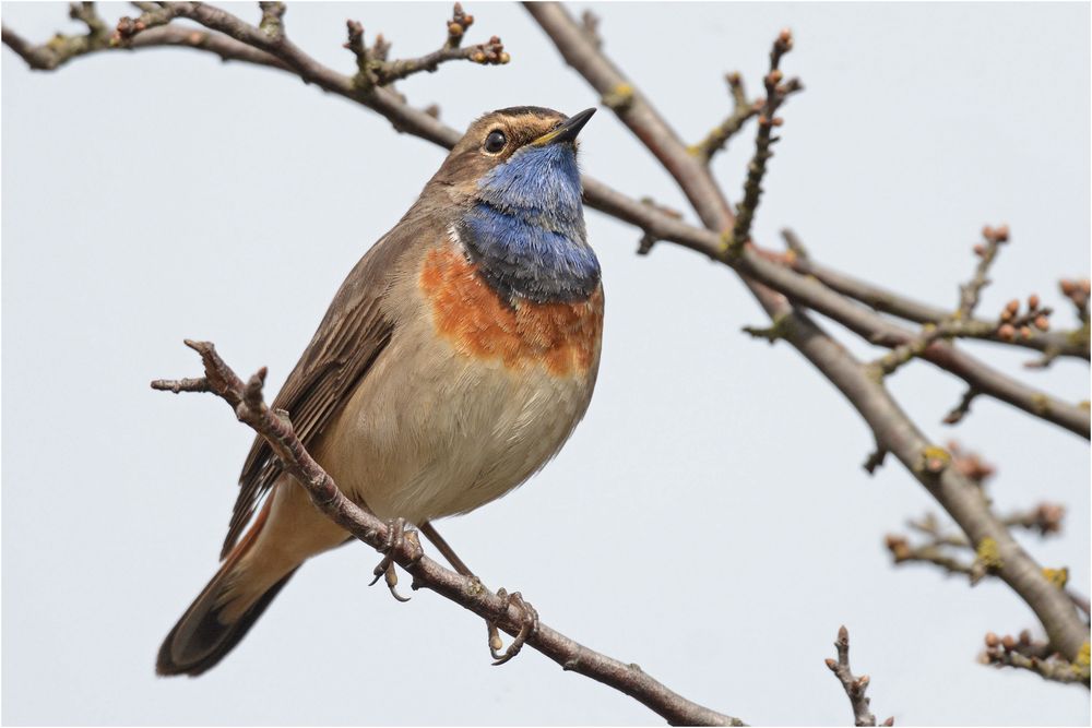 Blaukehlchen