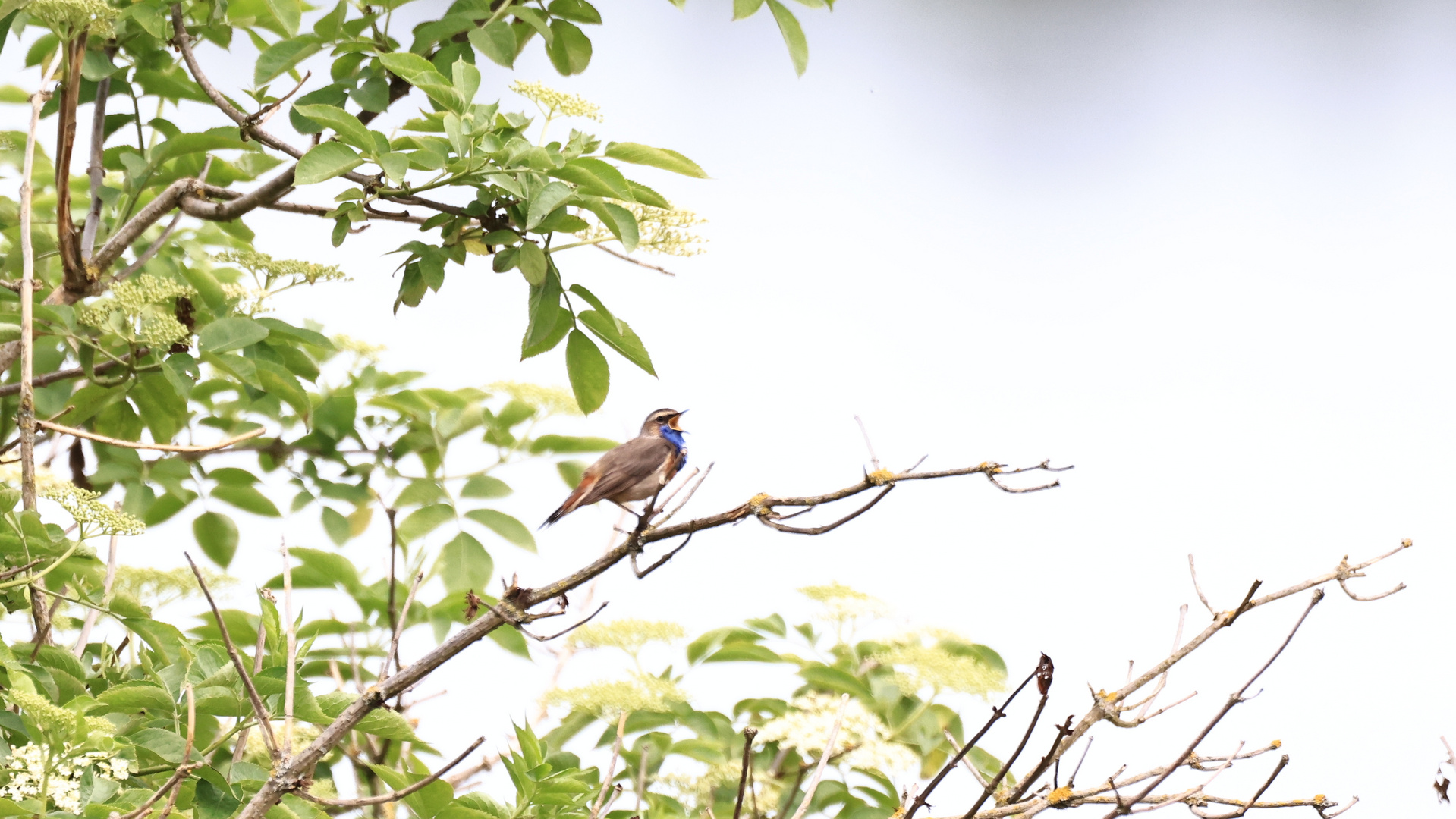 Blaukehlchen