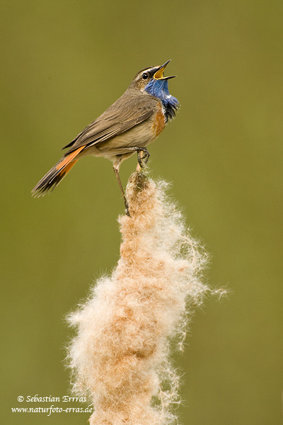 ~ Blaukehlchen ~