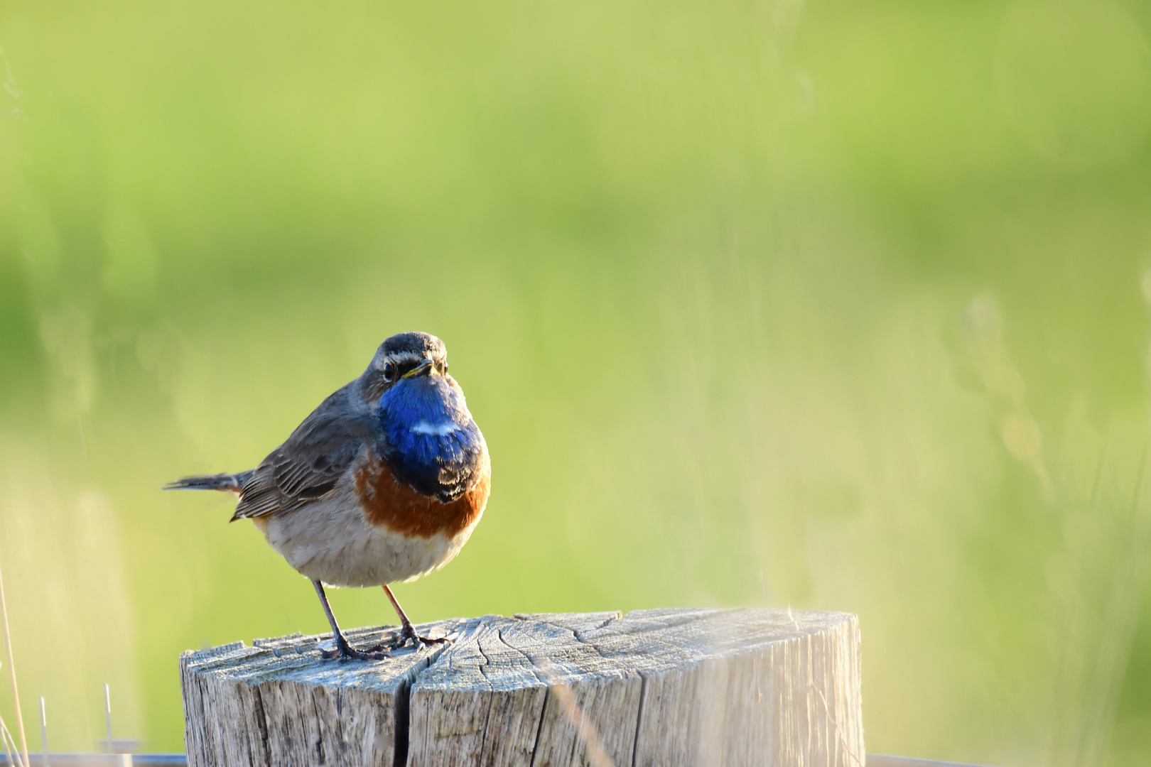 Blaukehlchen